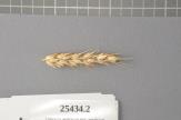 Click for 1 image(s) for this accession. Spike